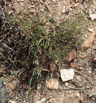 صورة Indigofera leptocarpa Eckl. & Zeyh.