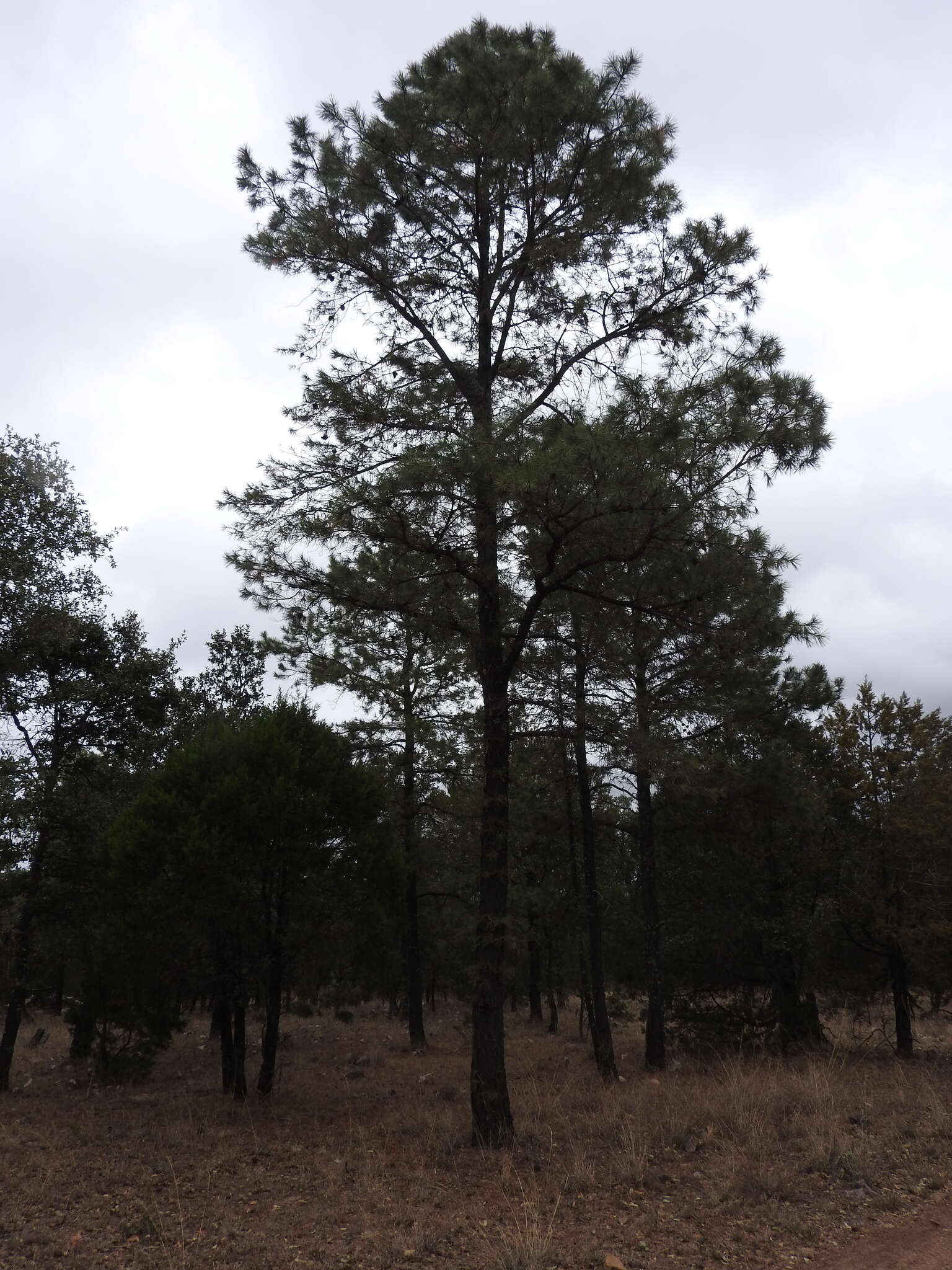 Image of Chihuahua Pine