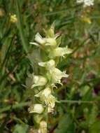 Spiranthes stellata P. M. Br., Dueck & K. M. Cameron resmi