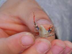 Image of Three-banded Grasshopper