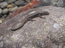 Image of Spotted Skink