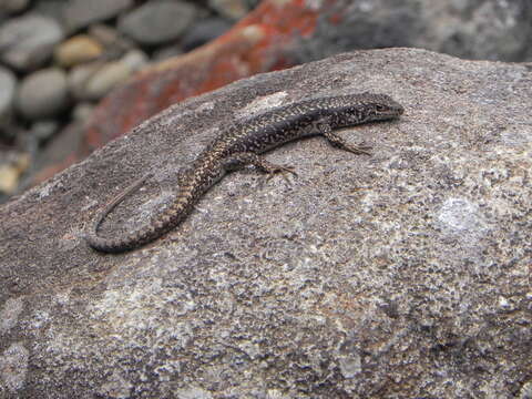 Image of Spotted Skink