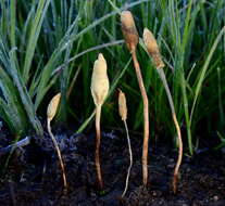 Image of Leratiomyces cucullatus (Shope & Seaver) Beever & D. C. Park 2008