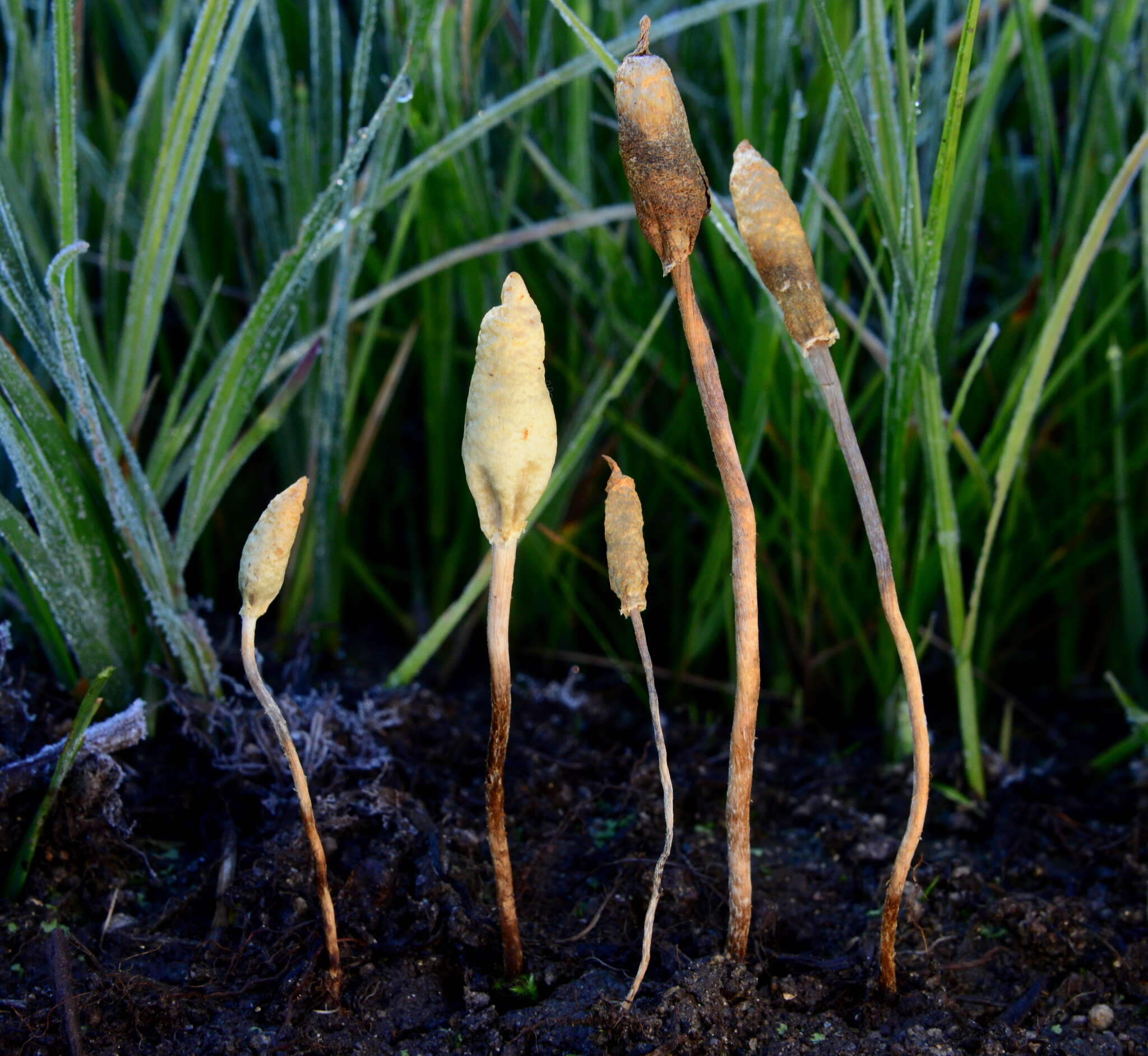 Image of Leratiomyces cucullatus (Shope & Seaver) Beever & D. C. Park 2008