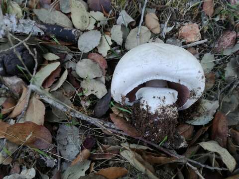 Image de Agaricus litoralis (Wakef. & A. Pearson) Pilát 1952