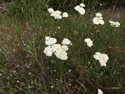 Image of common yarrow