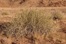 Image of Euphorbia gregaria Marloth