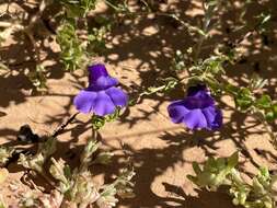 Imagem de Eremophila macdonellii F. Muell.