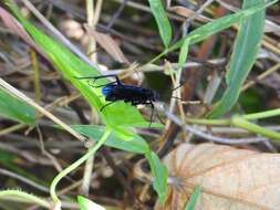 Cyphononyx bipartitus (Lepeletier 1845) resmi