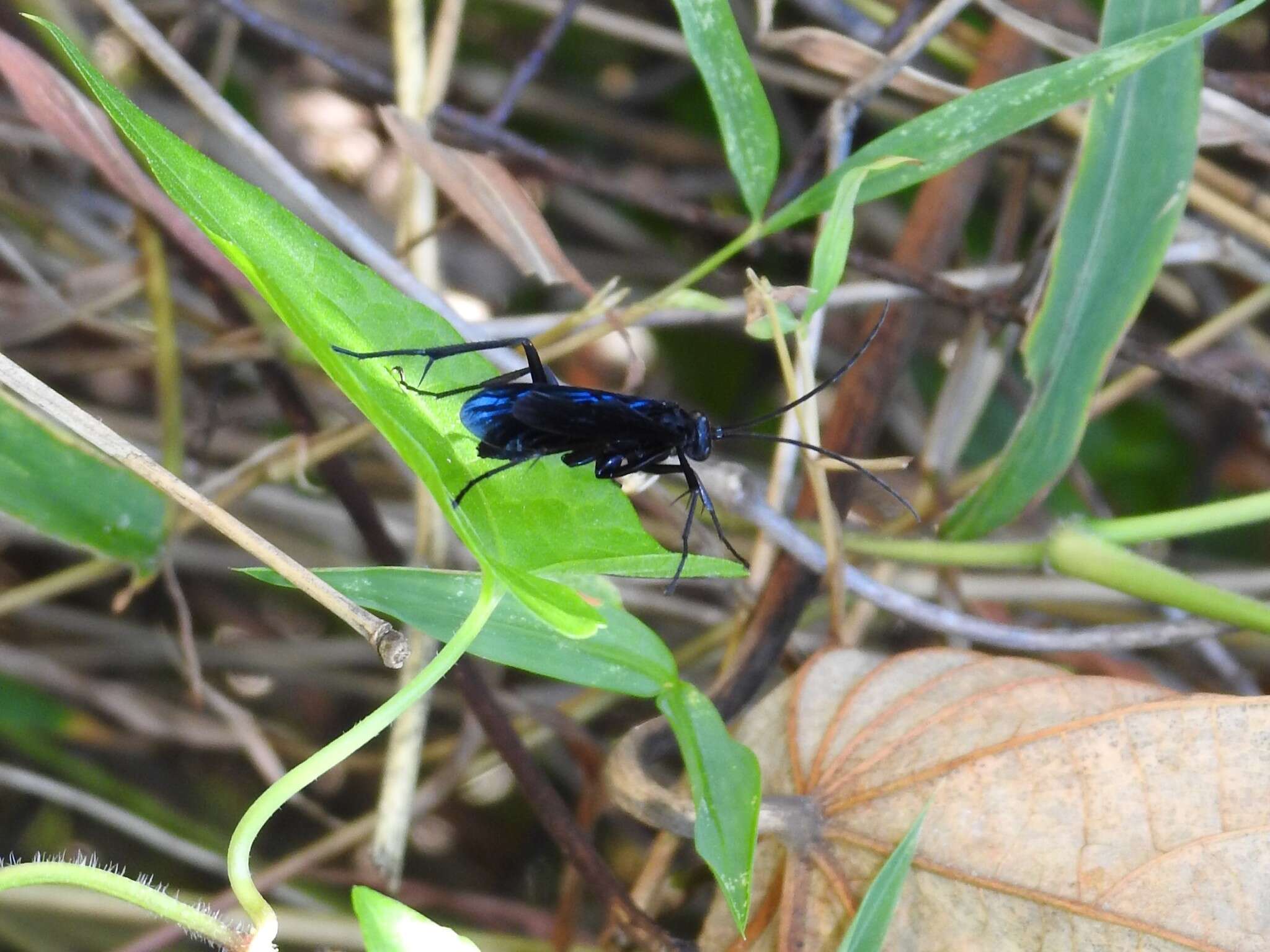 Cyphononyx bipartitus (Lepeletier 1845) resmi