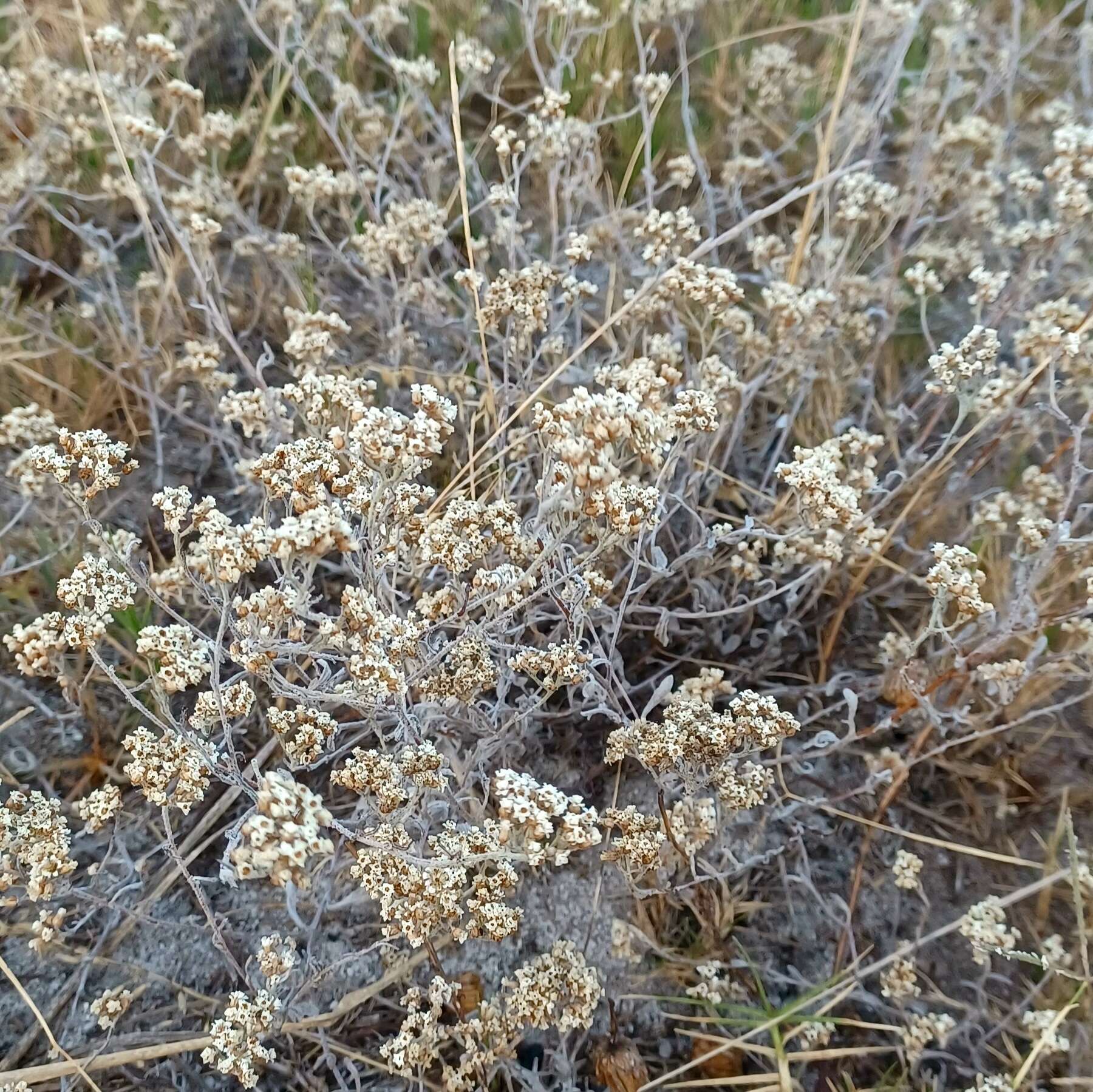 Sivun Helichrysum indicum (L.) Grierson kuva