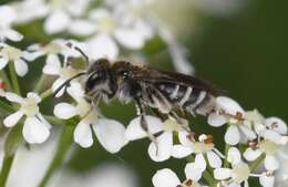 صورة Andrena coitana (Kirby 1802)