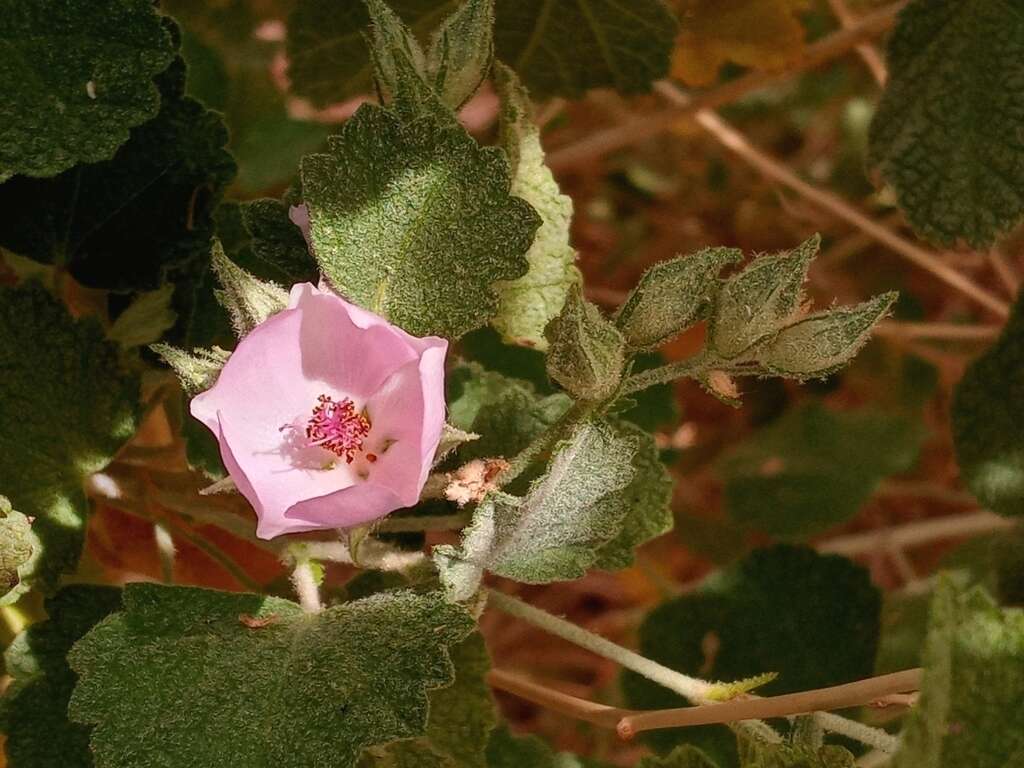 Image of pinkflowered bushmallow