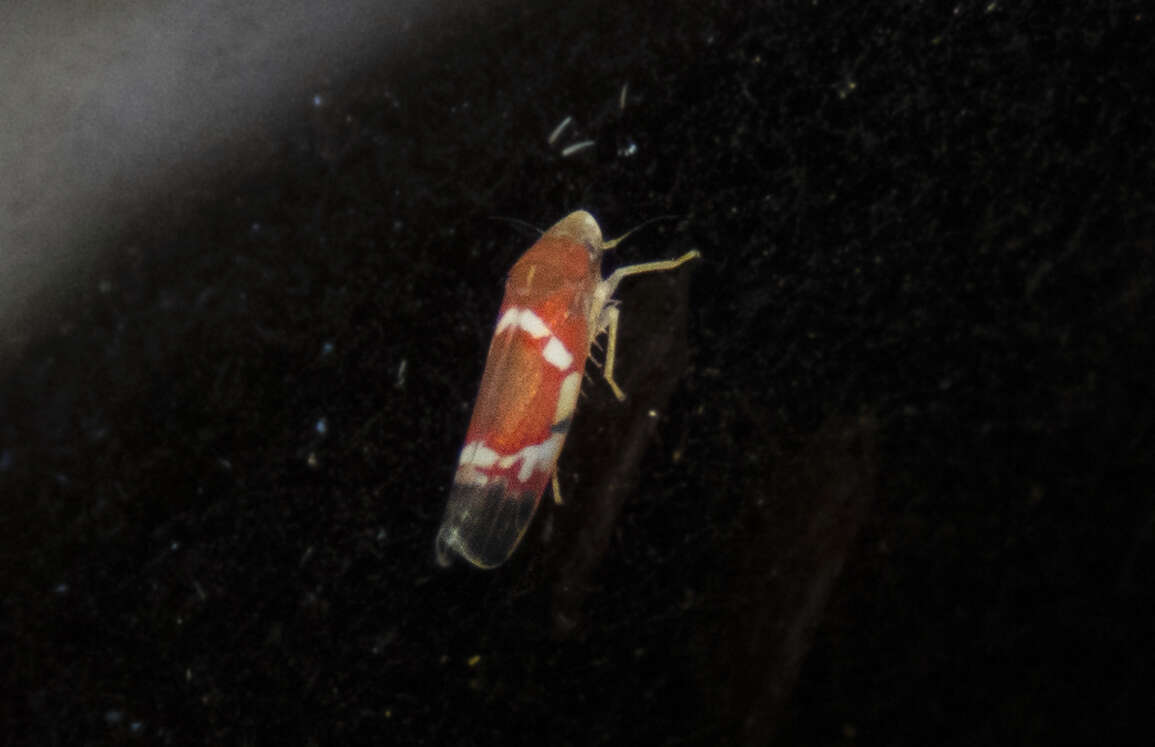 Image of Grapevine Leafhopper