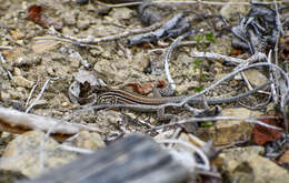 Image of Bocourt's Ameiva