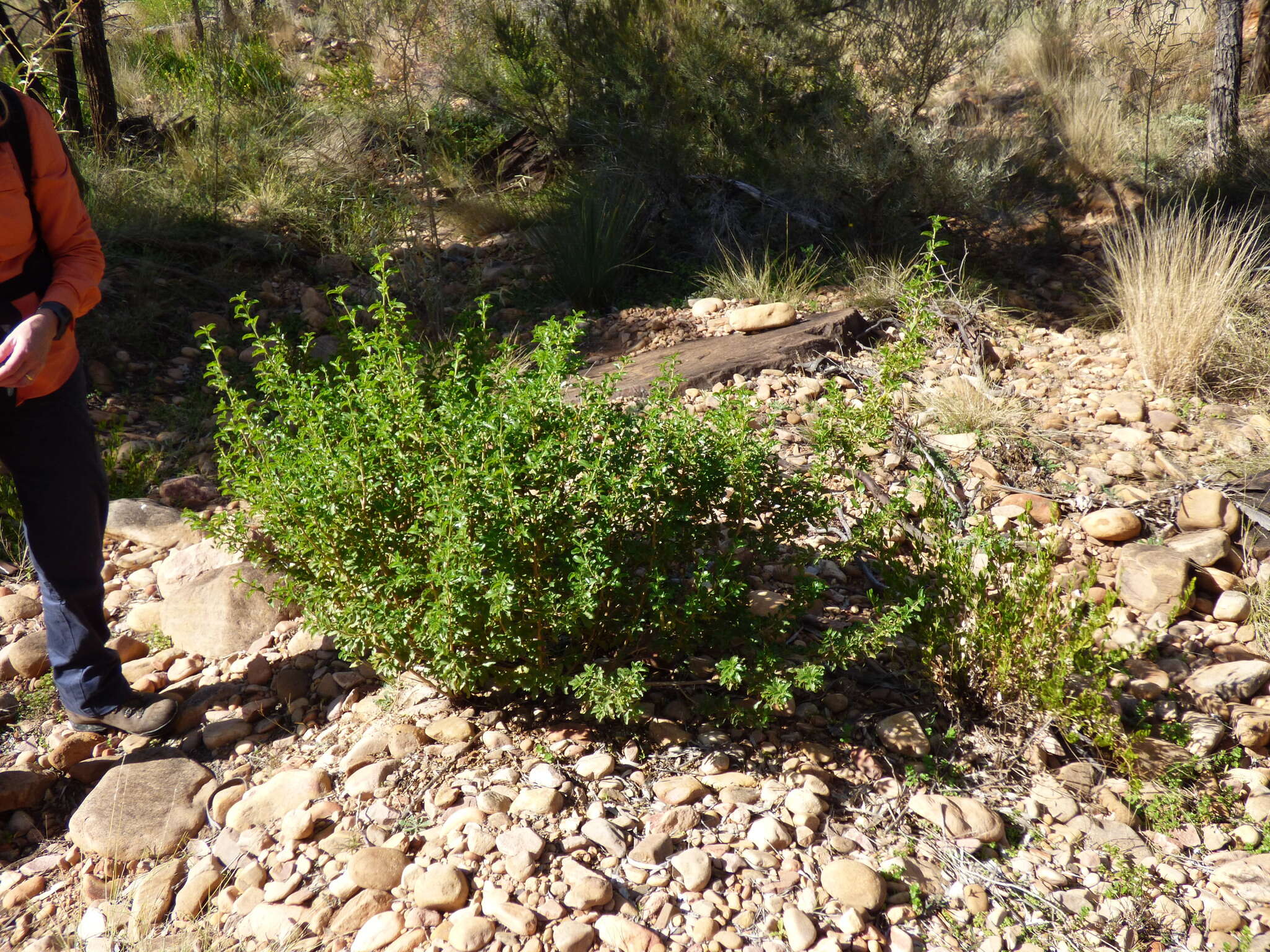 صورة Eremophila serrulata (A. DC.) Druce