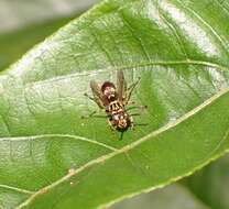 Image of Ropalidia flavopicta (Smith 1857)