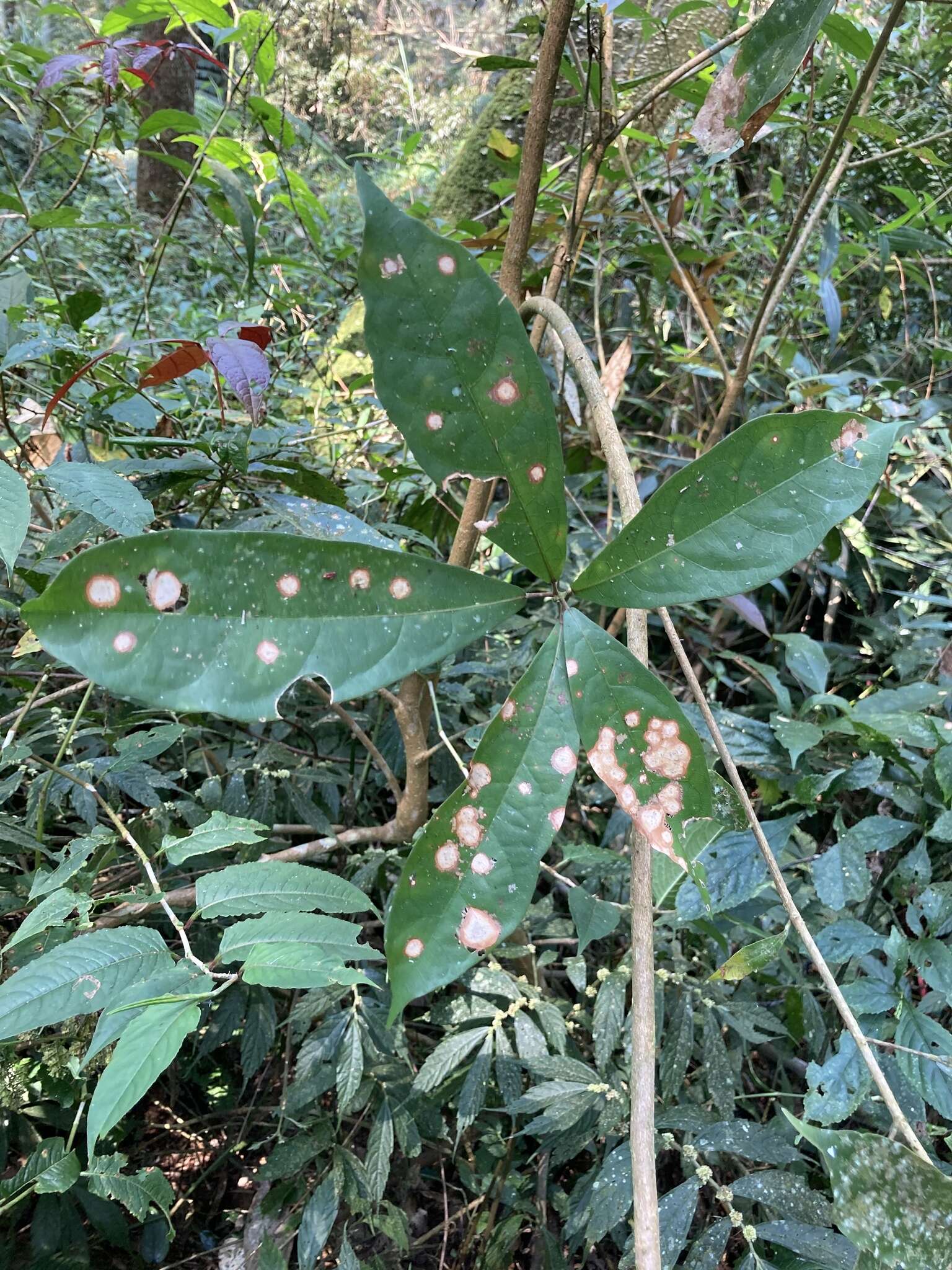 Image of Sloanea dasycarpa (Benth.) Hemsl.