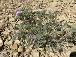 Plancia ëd Astragalus pubentissimus Torr. & A. Gray