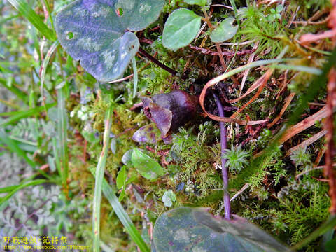 Image of Asarum ampulliflorum C. T. Lu & J. C. Wang