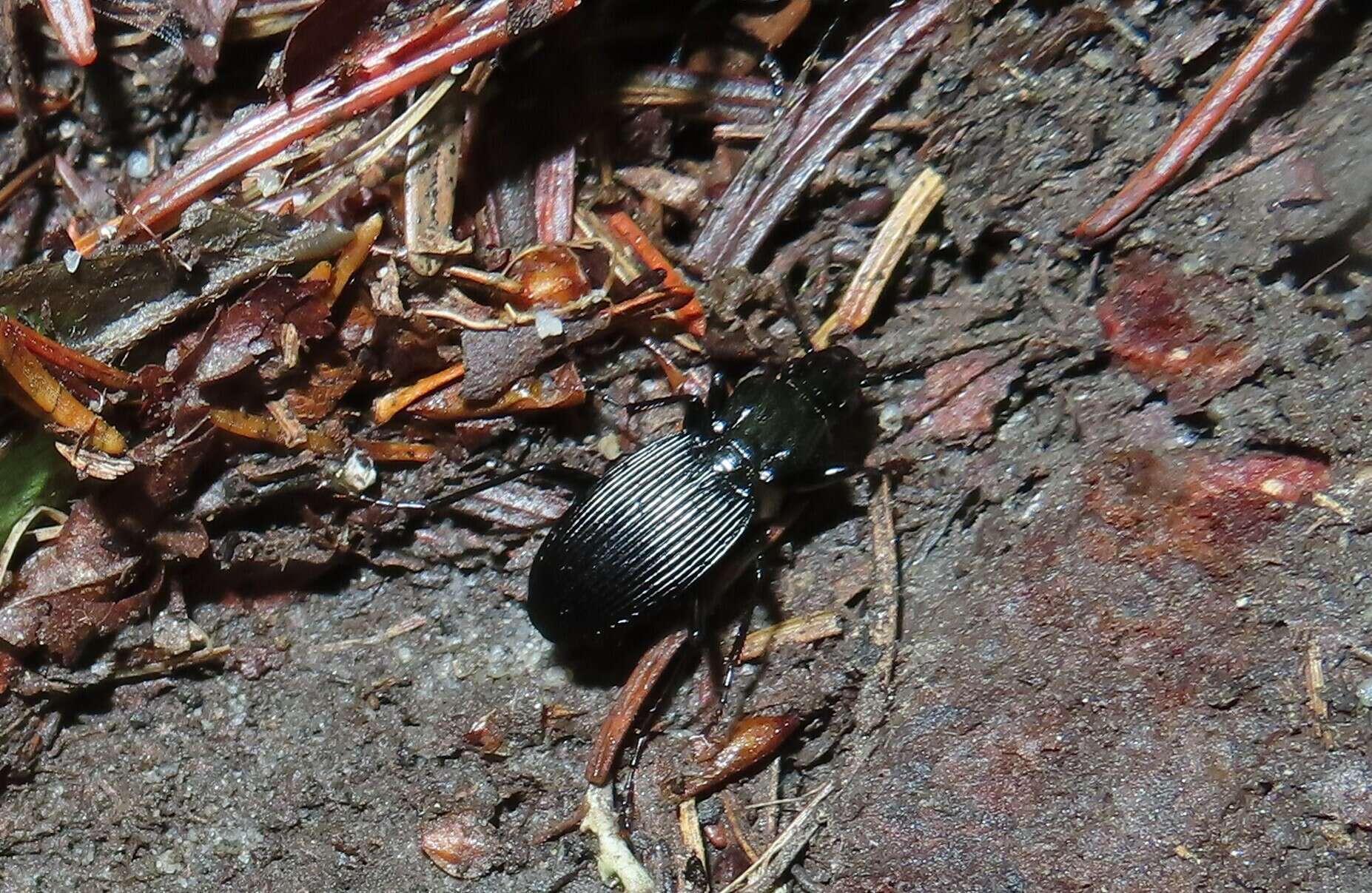 Pterostichus (Petrophilus) lachrymosus (Newman 1838) resmi