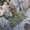 Image of Dianthus graniticus Jordan