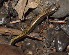 Image of Dunn's Salamander