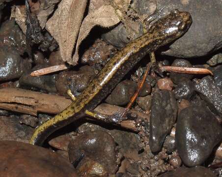 Sivun Plethodon dunni Bishop 1934 kuva