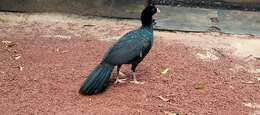 Image of Crestless Curassow