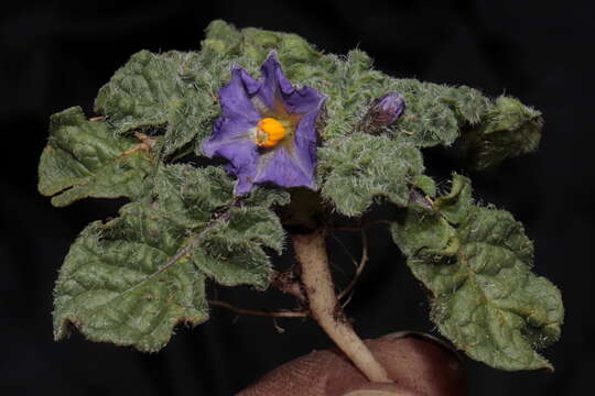 Image of Solanum acaule Bitter