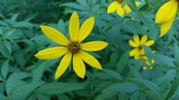 صورة Coreopsis major Walt.