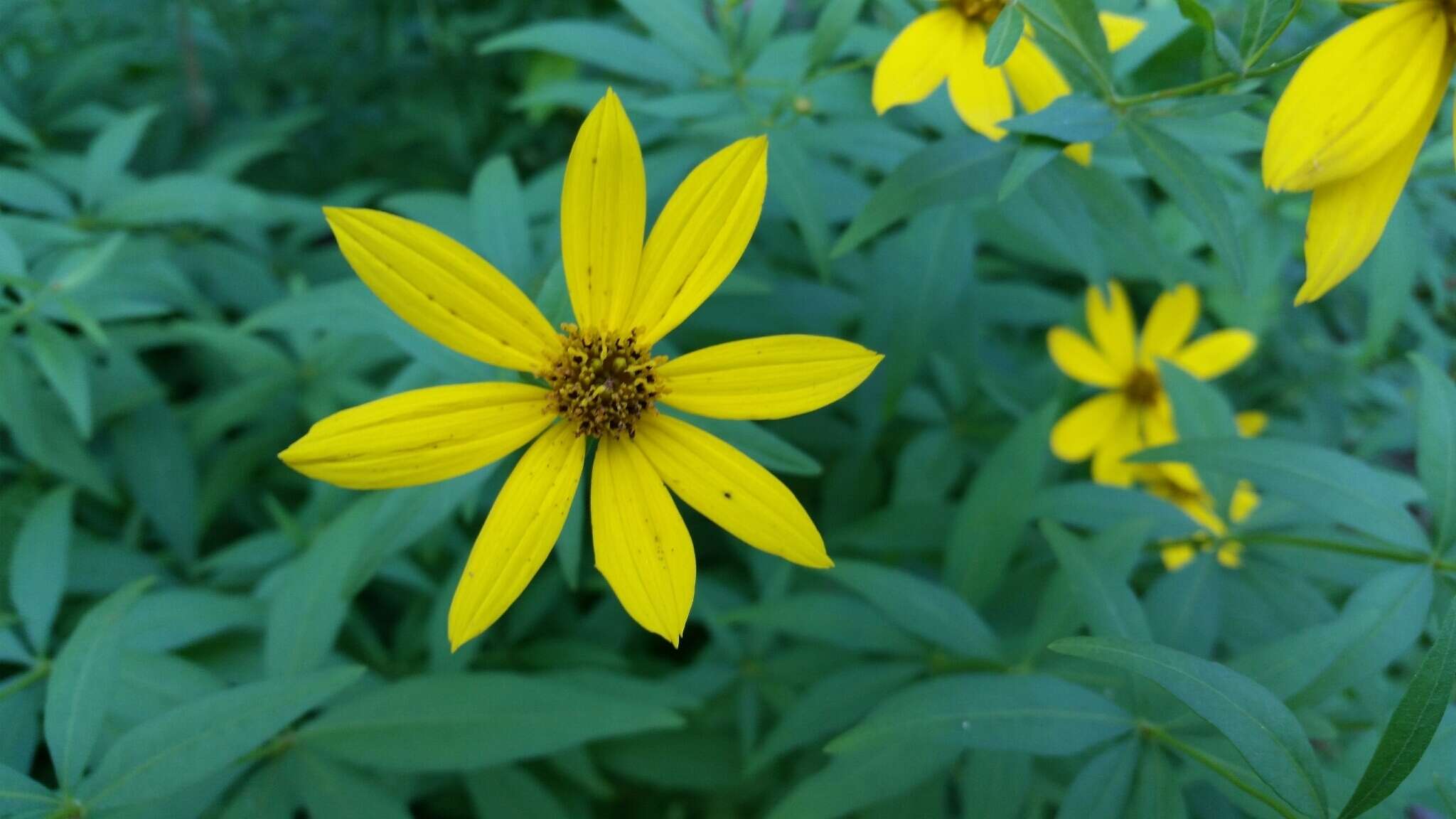 صورة Coreopsis major Walt.