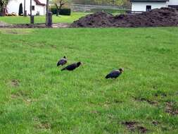 Image of Bald Ibis