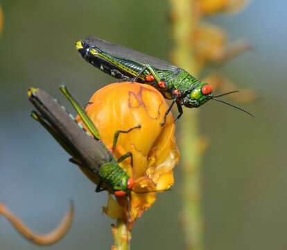 Coscineuta coxalis (Serville 1838)的圖片