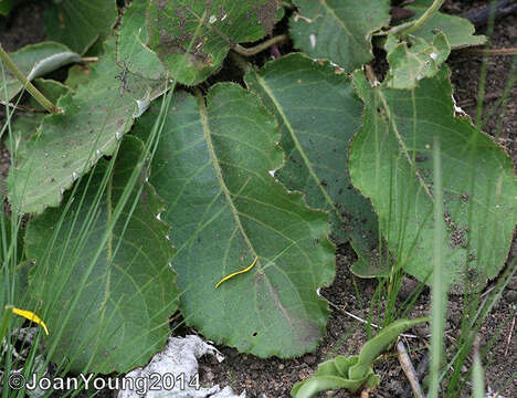 Image of Berkheya speciosa subsp. speciosa