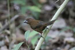 Image of Blue-black Grosbeak