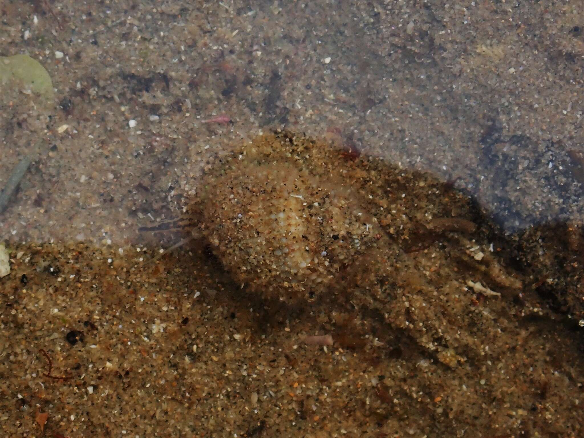 صورة Nassarius albescens (Dunker 1846)