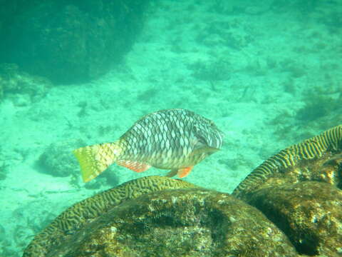 Image of Yellowtail parrotfish