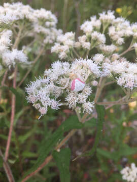 Image of Flower Crab Spiders