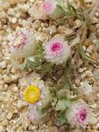 Image de Helichrysum argyrosphaerum DC.