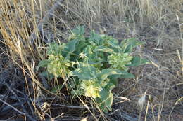 Image of Mojave milkweed