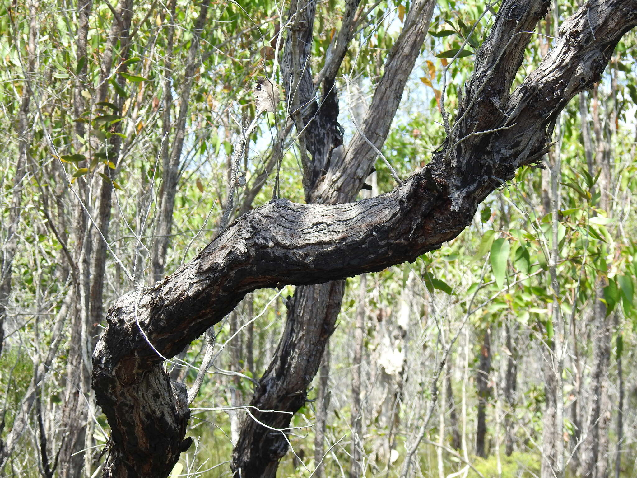 Image of Eucalyptus latisinensis K. D. Hill