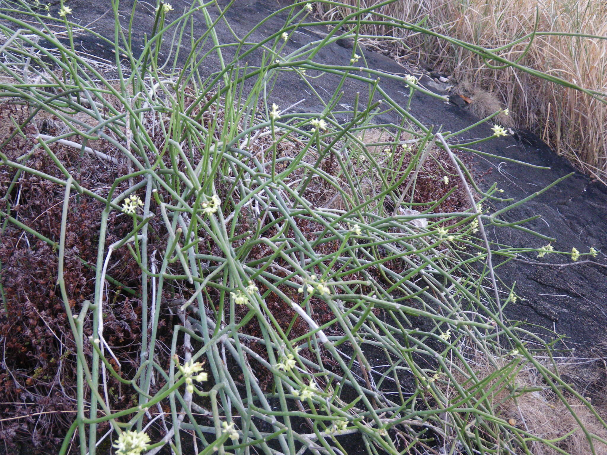 Image of Cynanchum viminale subsp. australe (R. Br.)