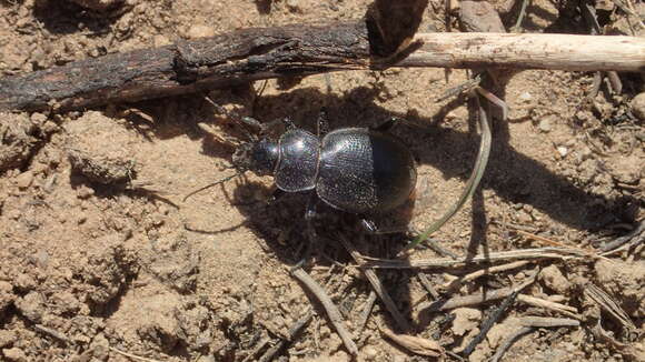 Слика од Callisthenes (Callistenia) luxatus (Say 1823)