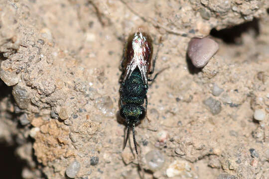 Image of <i>Pseudochrysis neglecta</i>