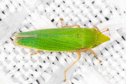 Image of Leafhopper