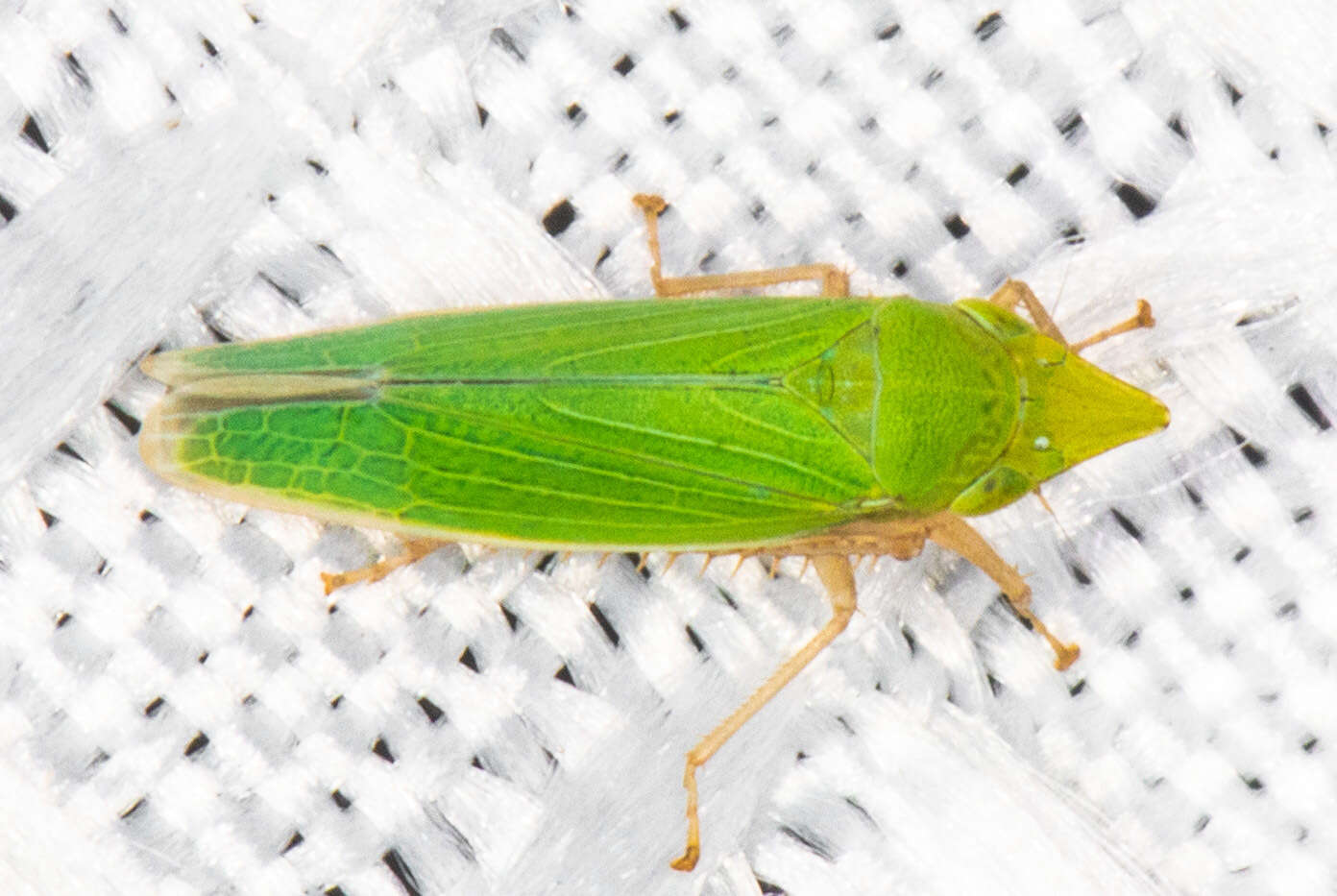 Image of Leafhopper