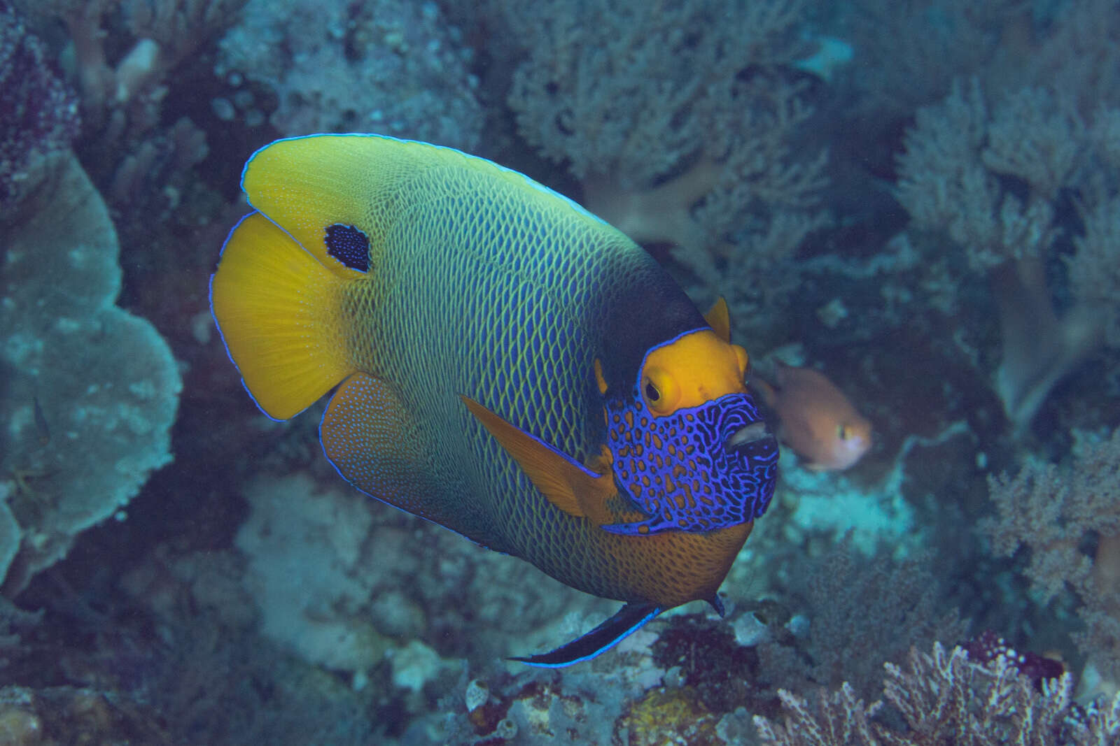 Image of Blue-face Angelfish