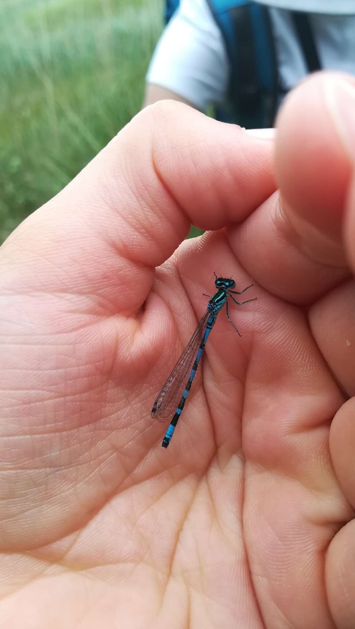 Image of Ornate Bluet