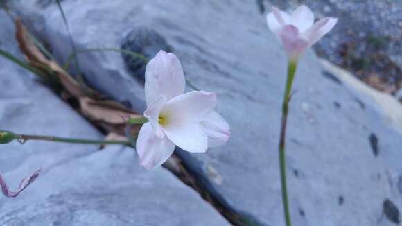 Imagem de Zephyranthes lindleyana Herb.